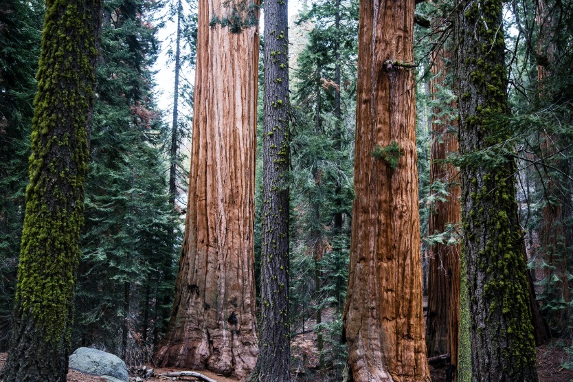 Sequoia National Park en Kings Canyon National Park