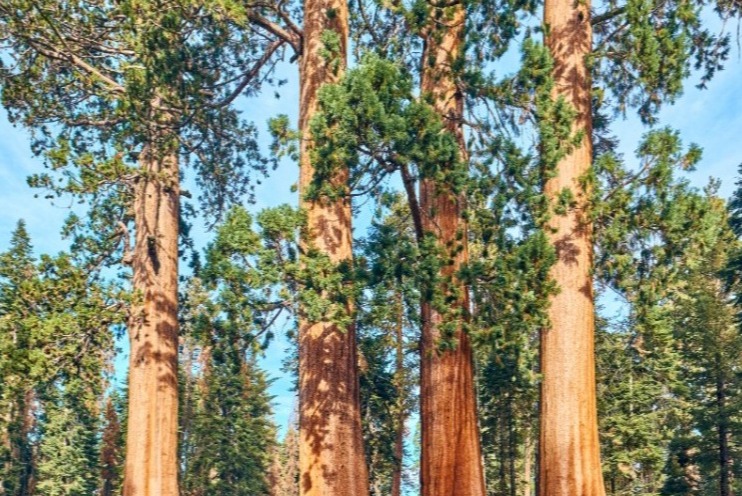 Sequoia National Park en Kings Canyon National Park