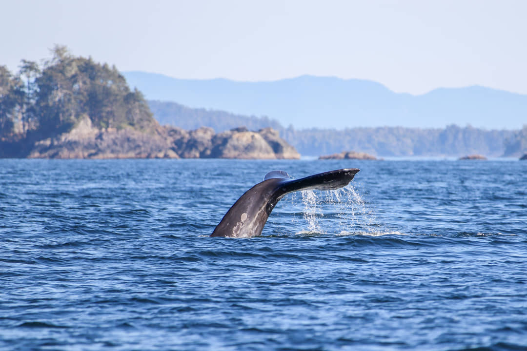 Tofino