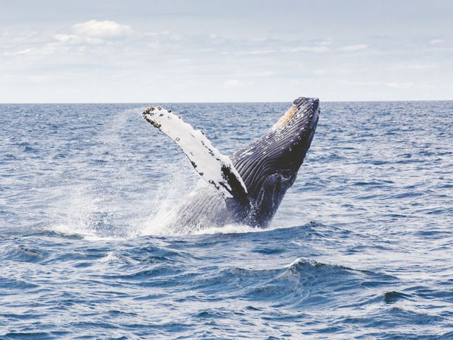 Whale watchen, Boston