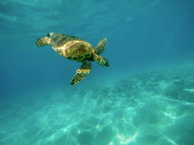 Snorkelen Maui, Hawaii