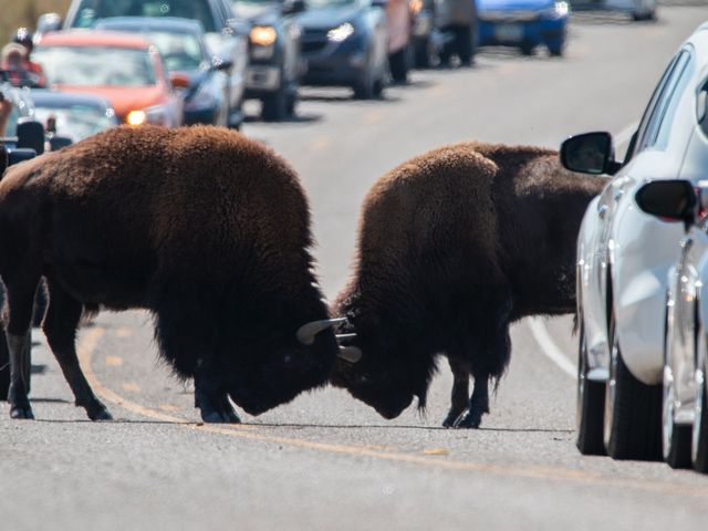 Buffalo fighting, Yellowstone National Park