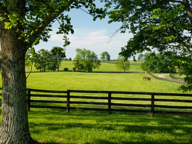 Weilanden met paarden , Kentucky