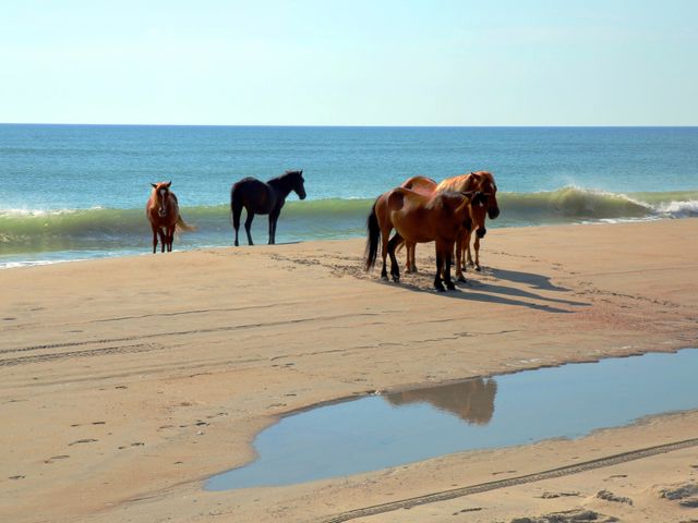 Wild horses, Outerbanks, North Carolina