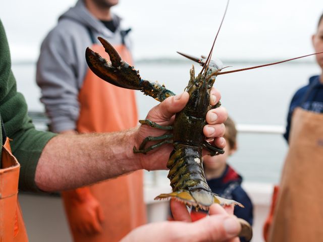 Lobster, Maine