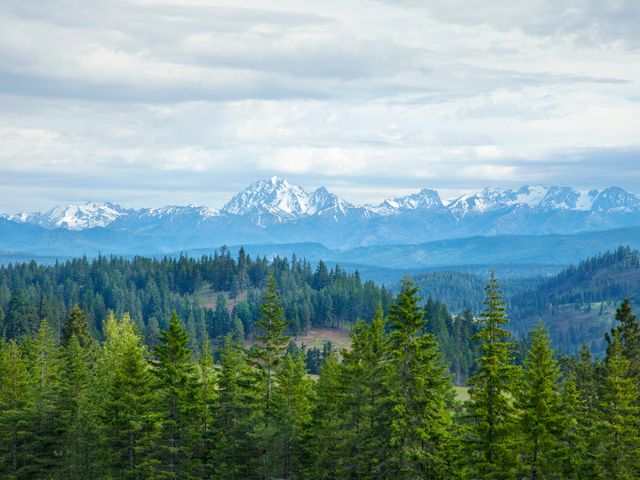 Mountains and pines, Washington State