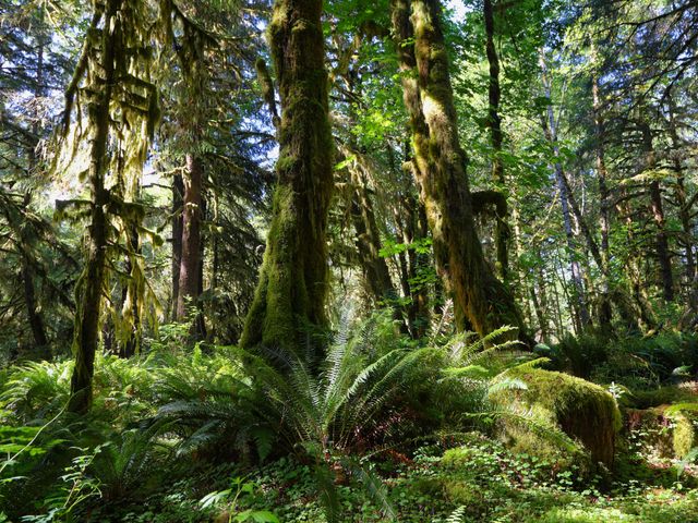 Quinault forest , Washington State