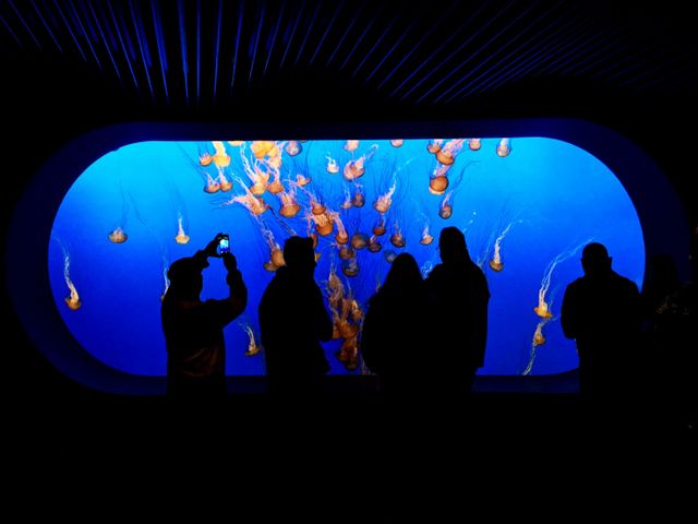 Monterey Bay Aquarium, Monterey, Californië