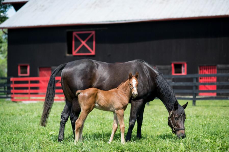 Hermitage Farm merrie en veulen, paarden, volbloed