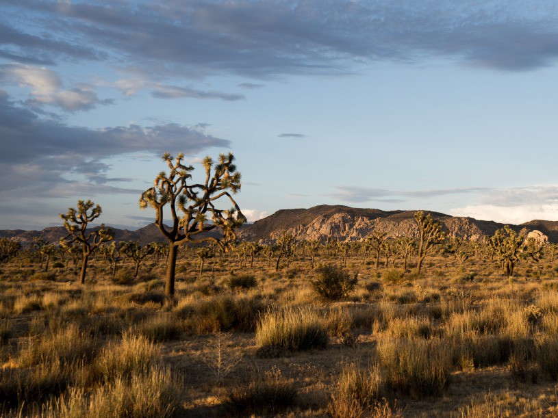 Afbeelding van Joshua Tree National Park