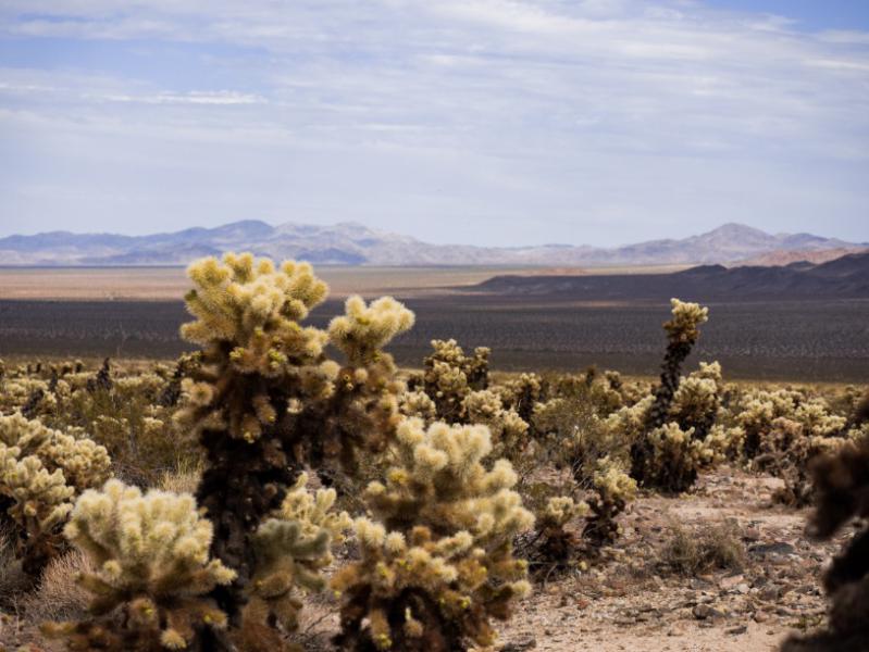 Joshua Tree National Park vergezicht