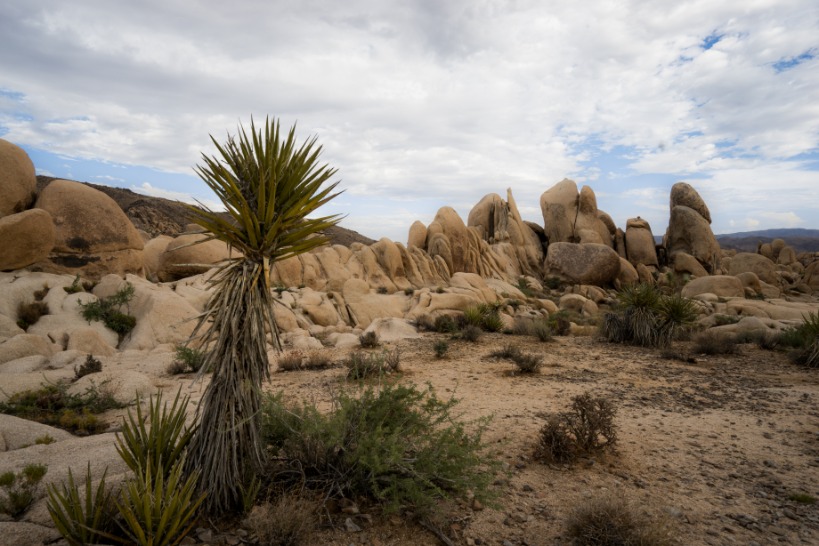 Joshua Tree National Park rotsen