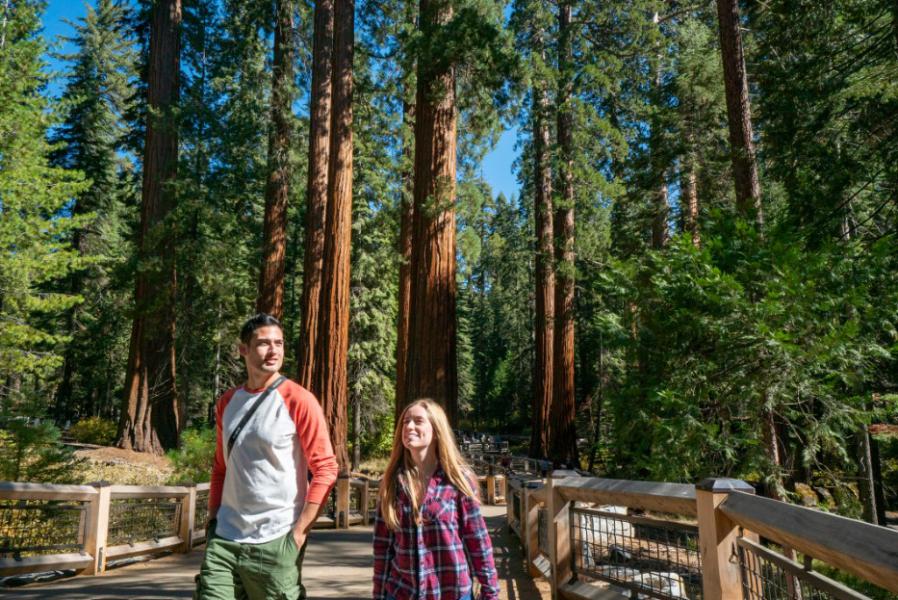 Mariposa Grove Yosemite National Park