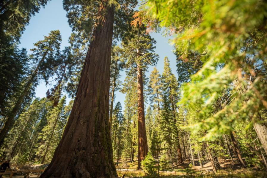 Mariposa Grove Yosemite National Park Californië