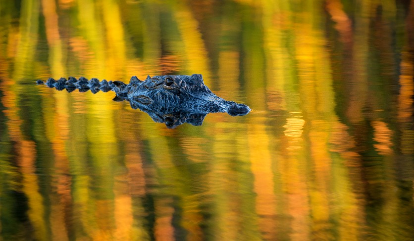 Monet Alligator Everglades