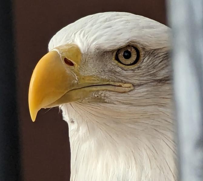 World Center For Birds of Prey