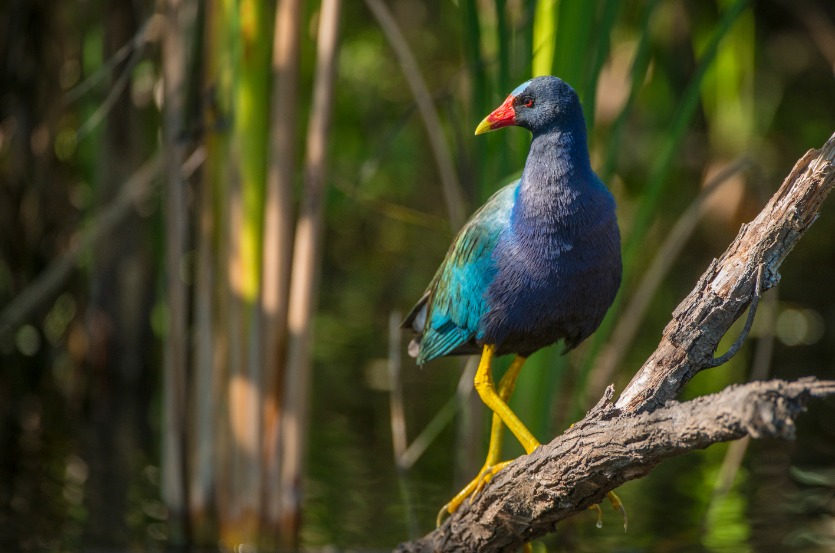 Purple Galinule Everglades Florida