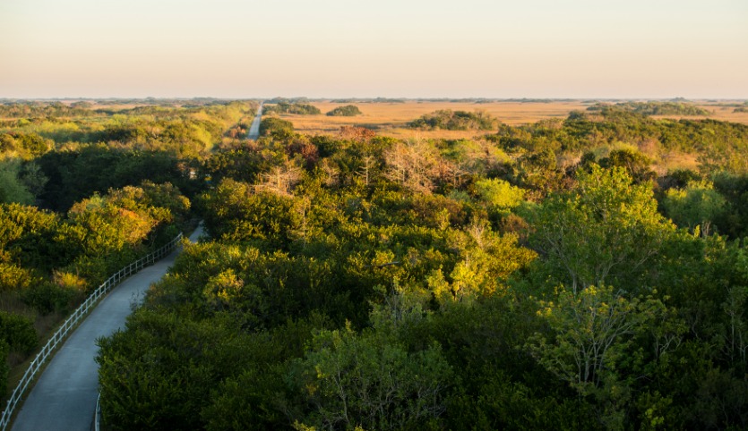 Shark Valley Everglades