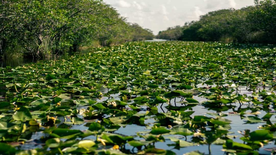 Everglades USA