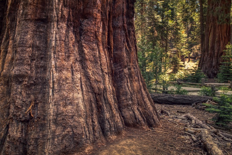 Sequoia Trees