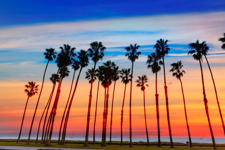 Palmbomen California