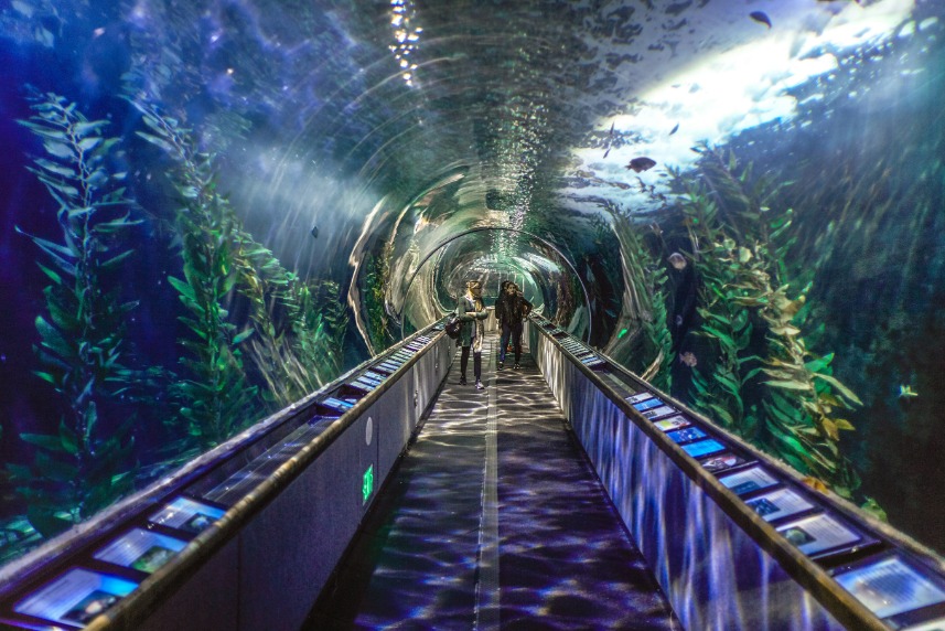 Aquarium of the Bay