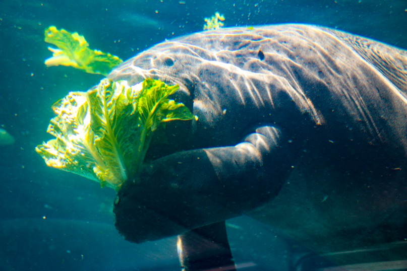 Photos Sarasota Fl MoteMarineAquarium 2019 AdamCellini Print 2 Rgb L