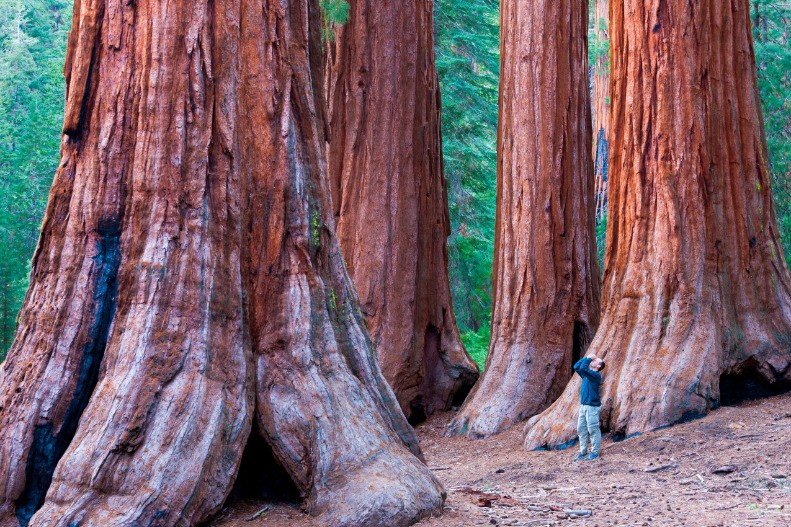 Afbeelding van Sequoia Trees In Yosemite National Park A Person S 4M37WAJ