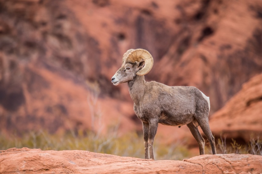 Flaming Gorge woestijn bighoornschapen op rode rotsen