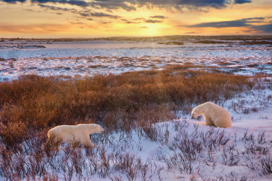 IJsberen bij zonsopkomst in Churchill, Manitoba
