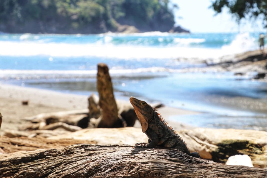 Wildlife Corcovado National Park Wildlife Corcovado National Park, Costa Rica