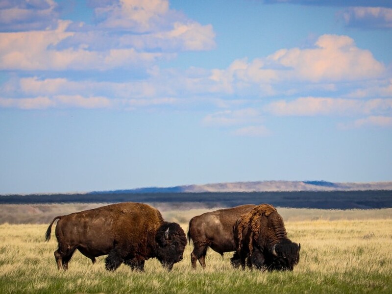 Bizons in Grassland National Park in Saskatchewan Canada