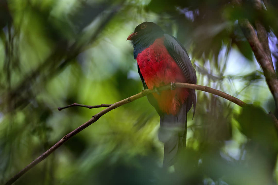Vogel in Río Sarapiquí, Costa Rica