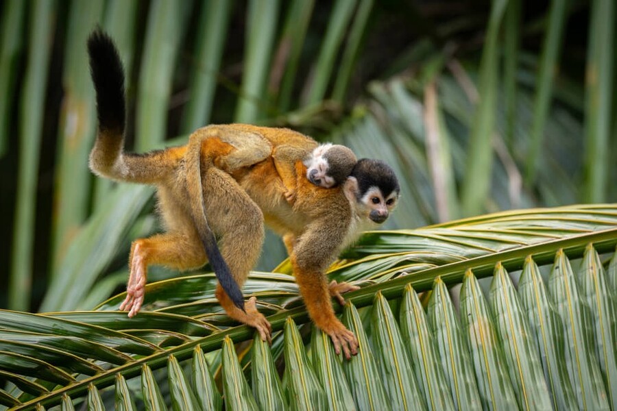 Eekhoornaap met baby in Costa Rica