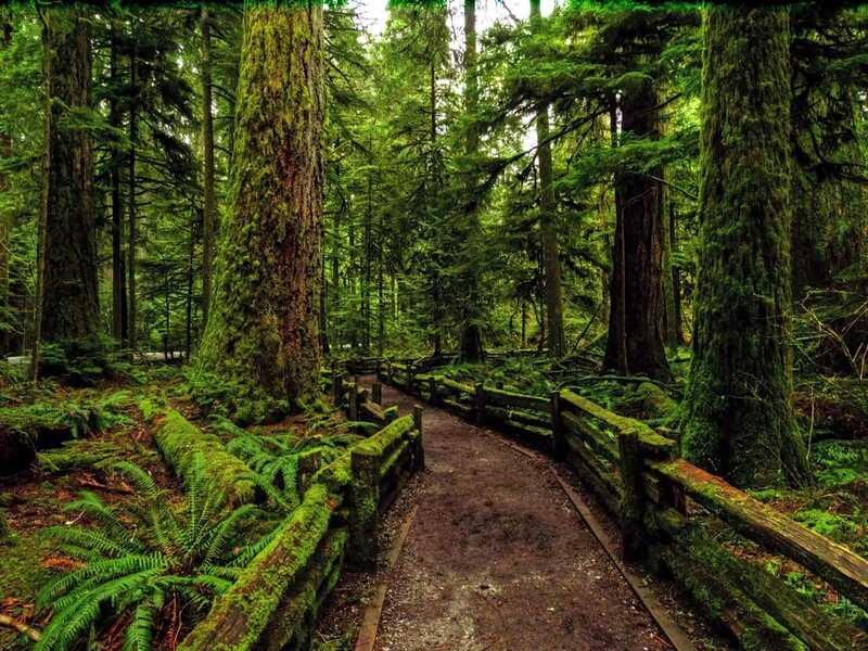 Cathedral Grove near Tofino, Canada