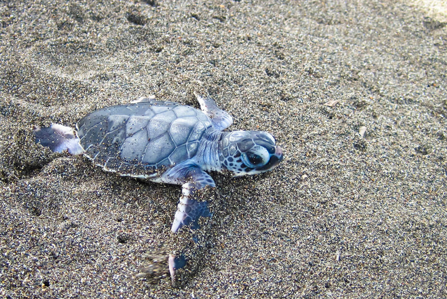 Schildpad in Tortuguero National Park, Costa Rica