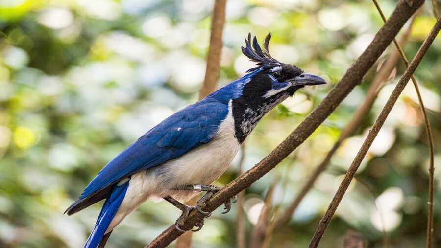 Wilde Vogels In Mexicaans Regenwoud