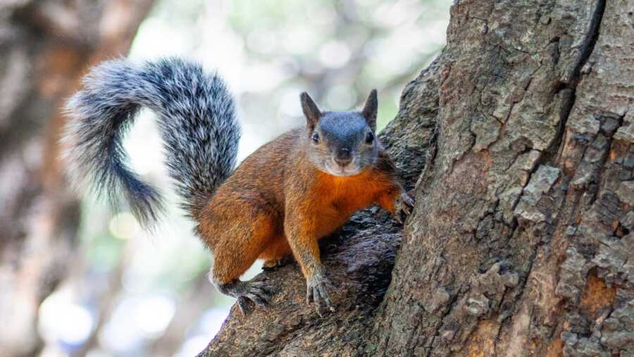 Wildlife