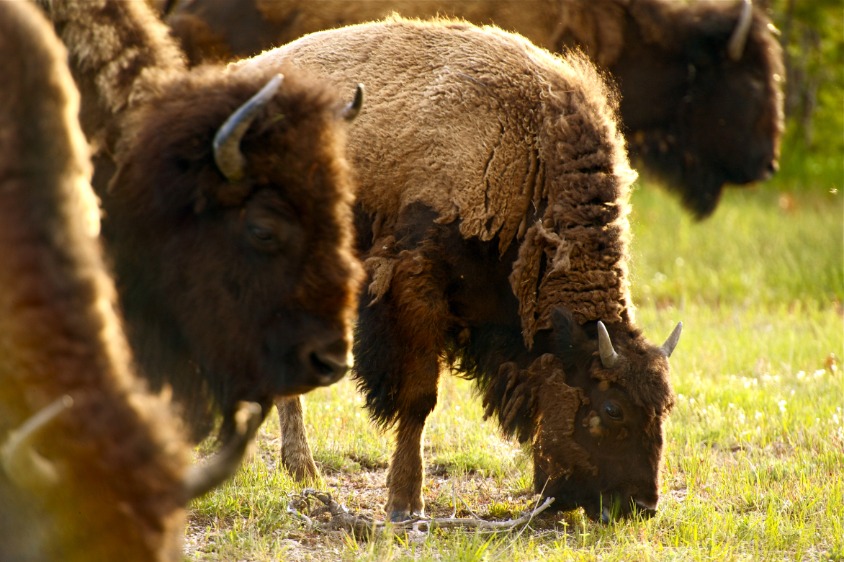 Yellowstone American Bison