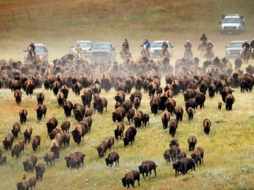 Buffalo kudde, South Dakota