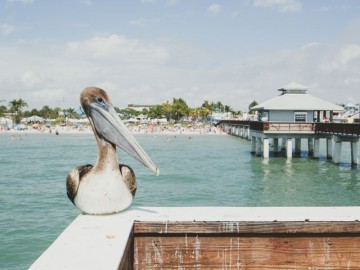 Pelikaan Key West