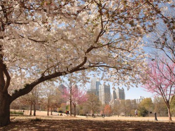 Piedmont Park, Atlanta