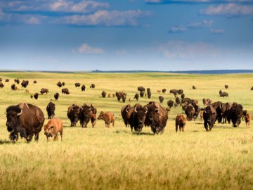 Buffalo kudde, South Dakota