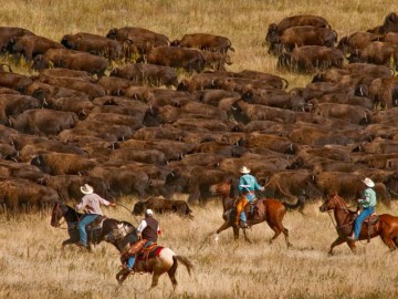 Buffalo roundup Custer State Park, South Dakota