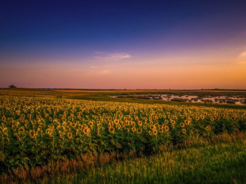 Velden met zonnenbloemen, North Dakota