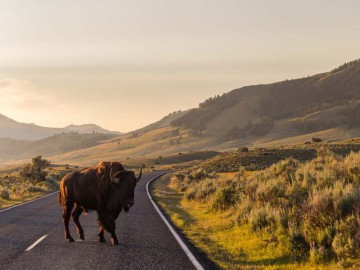 Lamar Valley Yellowstone, Wyoming