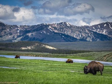 Lamar Valley Yellowstone, Wyoming