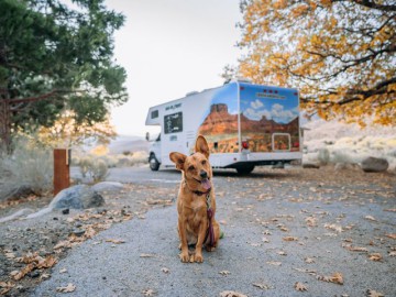 Hond met camper op de achtergrond in het bos