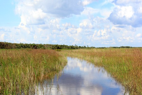 20130906 163049 IMG 1108 River Of Grass 1000