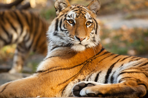 Bronx Zoo Tiger